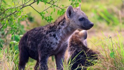 Why Play is the Great Equalizer in Spotted Hyena Society  Animals at Play   Smithsonian Channel