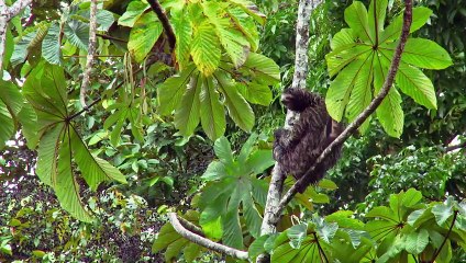 Why Sloth Fur is Perfect for an Upside-Down Life  Gorgona Snake Prison Island   Smithsonian Channel