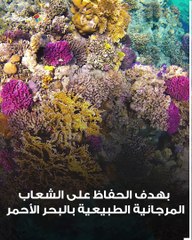 أول متحف تحت الماء.. لماذا تُغرق مصر 15 قطعة حربية فريدة؟