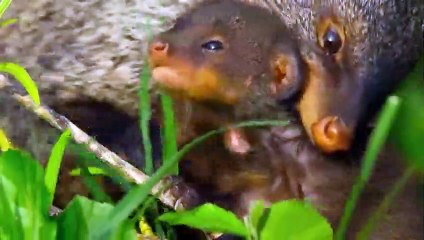 A Mongoose Can Rip The Strongest Snake In The World To Pieces