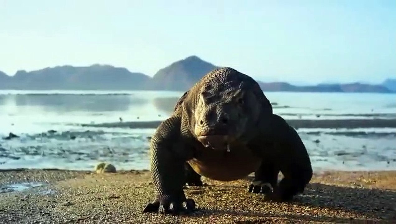 A Whole SHARK is Swallowed By a Komodo Dragon !! - video Dailymotion