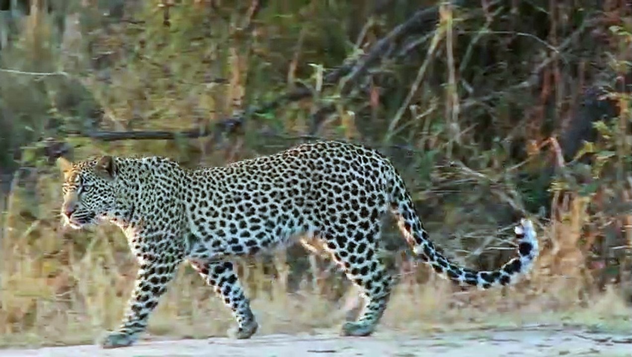 After Baboon Mother Dies, Leopard Treats Baby Baboon Like It's Mother 