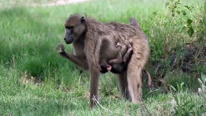 Baboon Eats a Baby Impala Alive , But It’s The Leopard’s Victory That Takes the Win