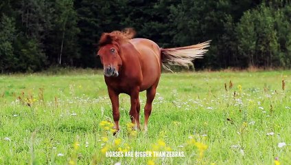 Can a Horse Outrun or Overpower a Lion? 🦁🐴
