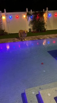 Un chien plonge pour aller chercher la balle dans la piscine