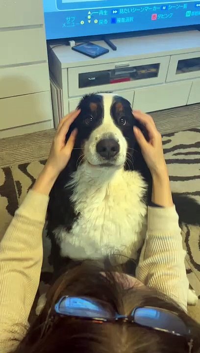 Un chien fait des grimaces quand on lui frotte les joues