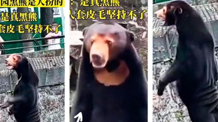 Un zoológico chino aclara que sus osos son de verdad ante las denuncias del uso de disfraces