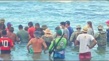 Download Video: Filhote de baleia encalhada é resgatado e devolvido ao mar em Salvador