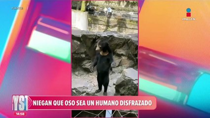 Niegan que oso sea un humano disfrazado