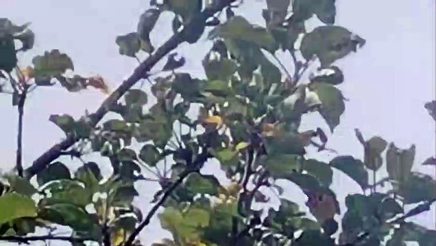 La Pologne augmente le nombre de troupes à la frontière avec la Biélorussie, déployant des forces supplémentaires, y compris des navires de combat