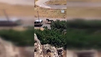 Elazığ'da bir atı seyir halindeki araca bağlayan şüpheli ceza aldı