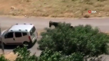 Atı aracın arkasına bağlayıp koşturan şahsa ceza