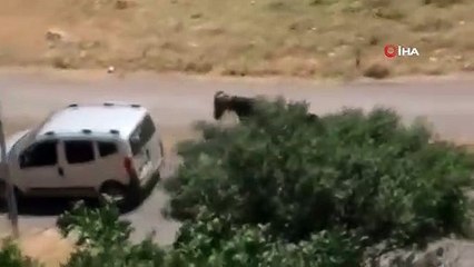 Pénalité pour la personne qui a attaché le cheval à l'arrière du véhicule et a couru