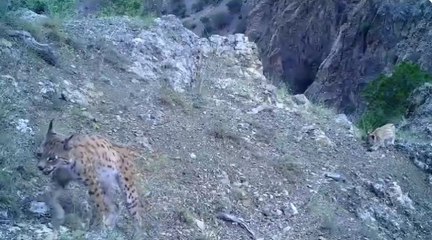 'Ormanın Hayaleti' olarak bilinen vaşak ve yavrularının görüntüleri paylaşıldı