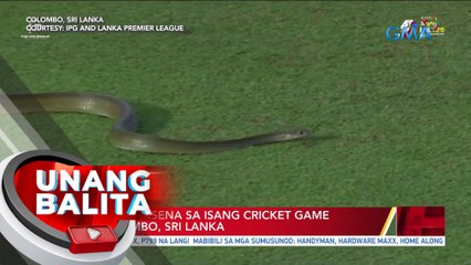 Ahas, umeksena sa isang cricket game sa Colombo, Sri Lanka | UB