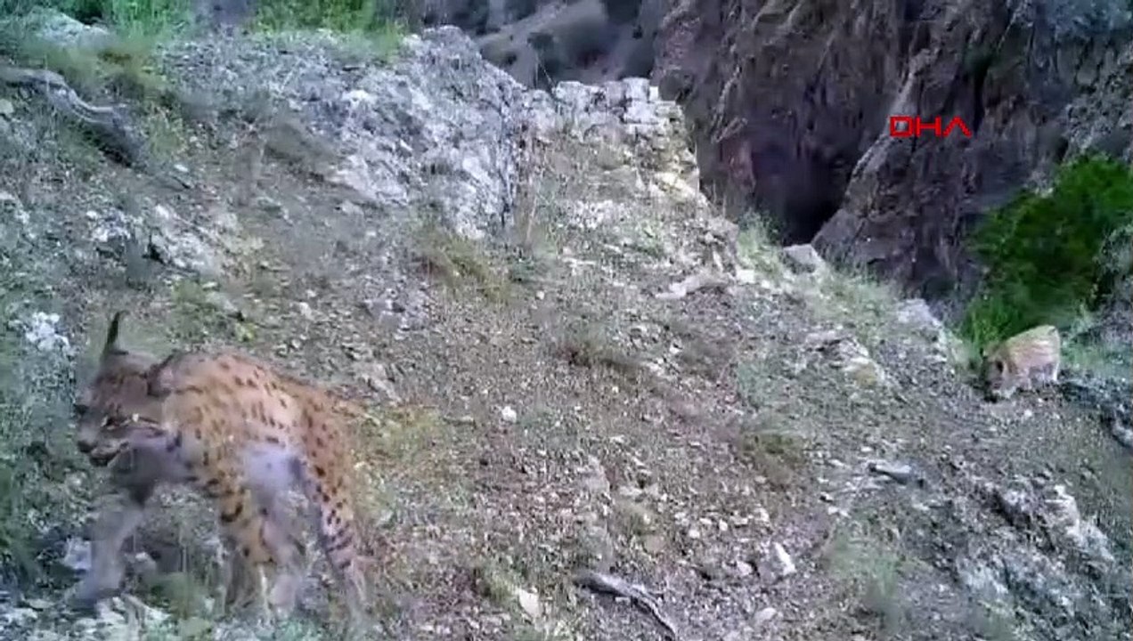 Ormanın Hayaleti Vaşak ve Yavrularının Görüntüleri Paylaşıldı