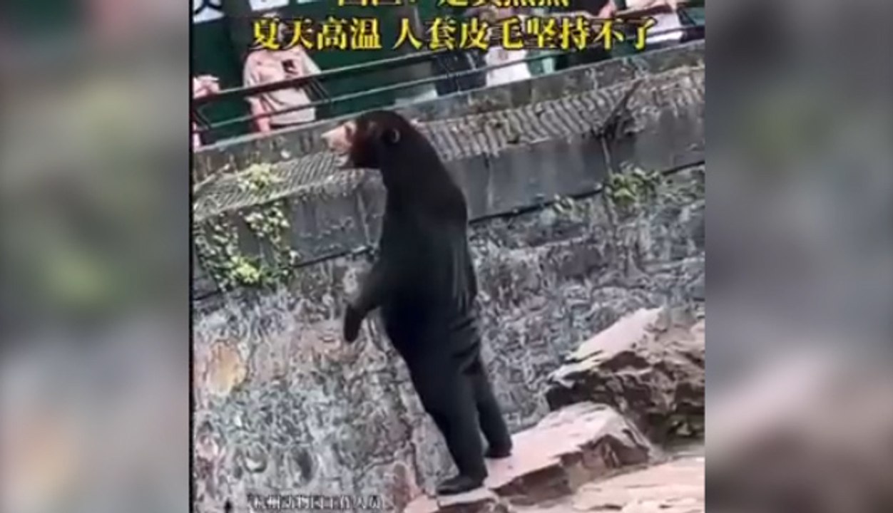 ext-Zoológico chino niega que uno de sus osos sea un humano disfrazado-010923