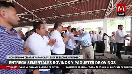 Rutilio Escandón entrega sementales bovinos y paquetes de ovinos en Chiapas