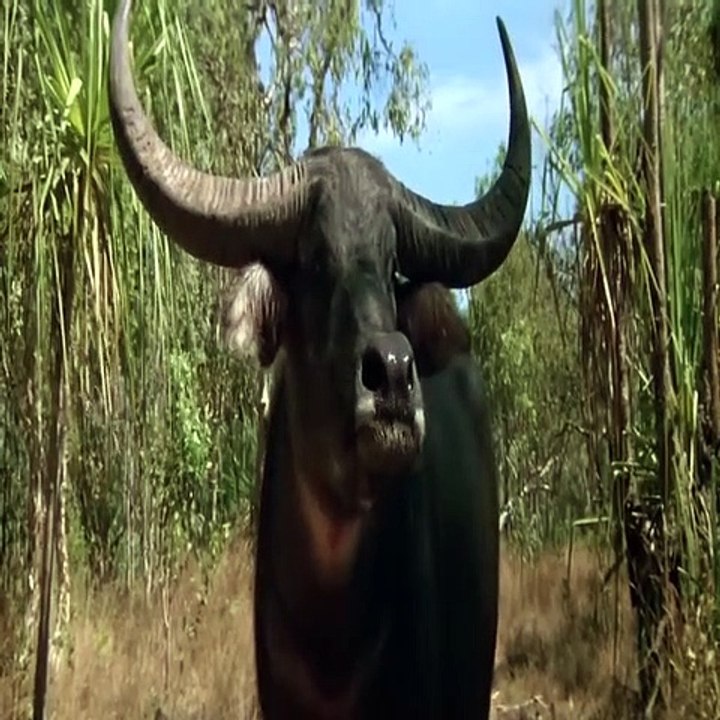 Best Of NetFlicks Movies Top Netflix Movie "Crocodile Dundee" Netflix Comedy/Adventure