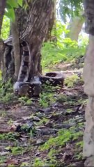 Enorme boa en la colonia Loarque de Tegucigalpa