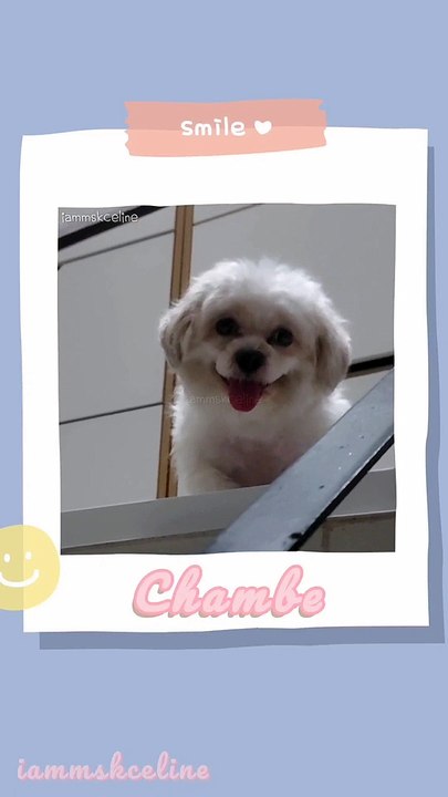 Chambe ❤️