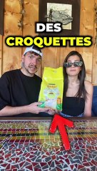 LE PERDANT DOIT MANGER DES CROQUETTES POUR CHAT !!!