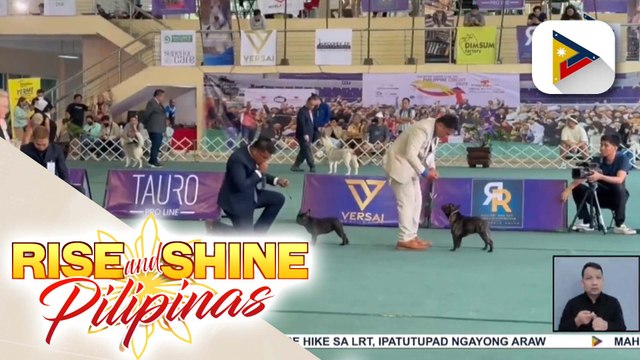 Silipin ang mga naganap sa French Bulldog fan match show na idinaos sa Pilipinas