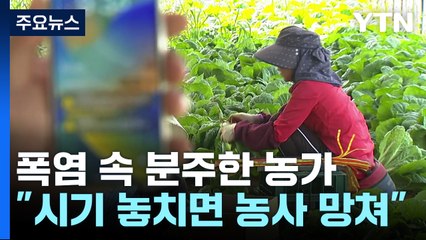 폭염에 더 바쁜 하우스 농가...선풍기·차양막으론 역부족 / YTN