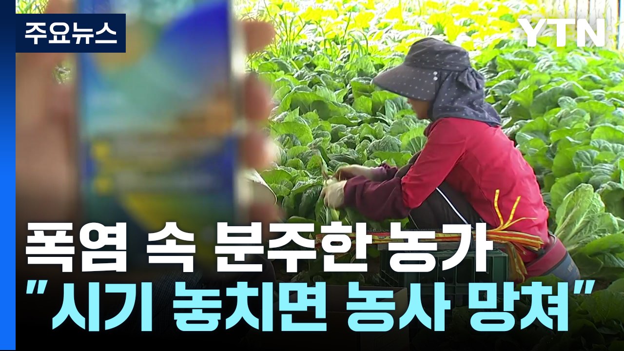 폭염에 더 바쁜 하우스 농가...선풍기·차양막으론 역부족 / YTN