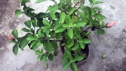 বাংলা চটি গল্প | Vlog 66 | Choti golpo _ গোপনে দেখুন