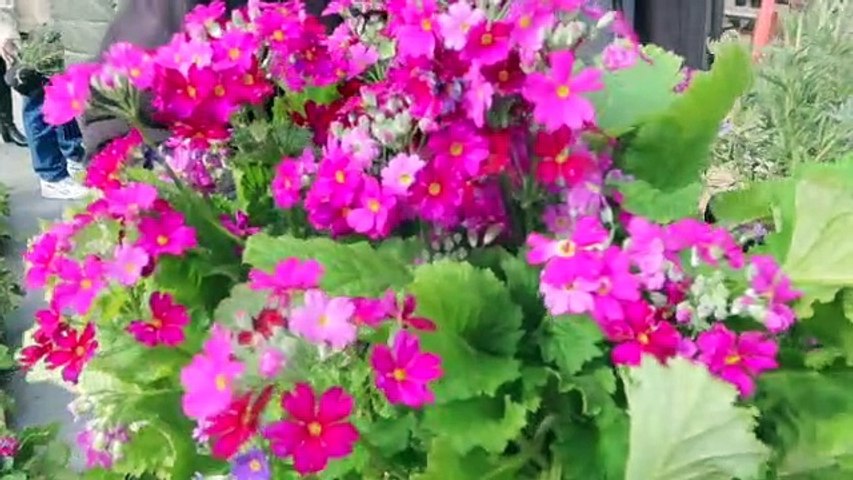Free flowers