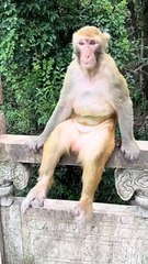 This monkey has a sitting posture like a human!