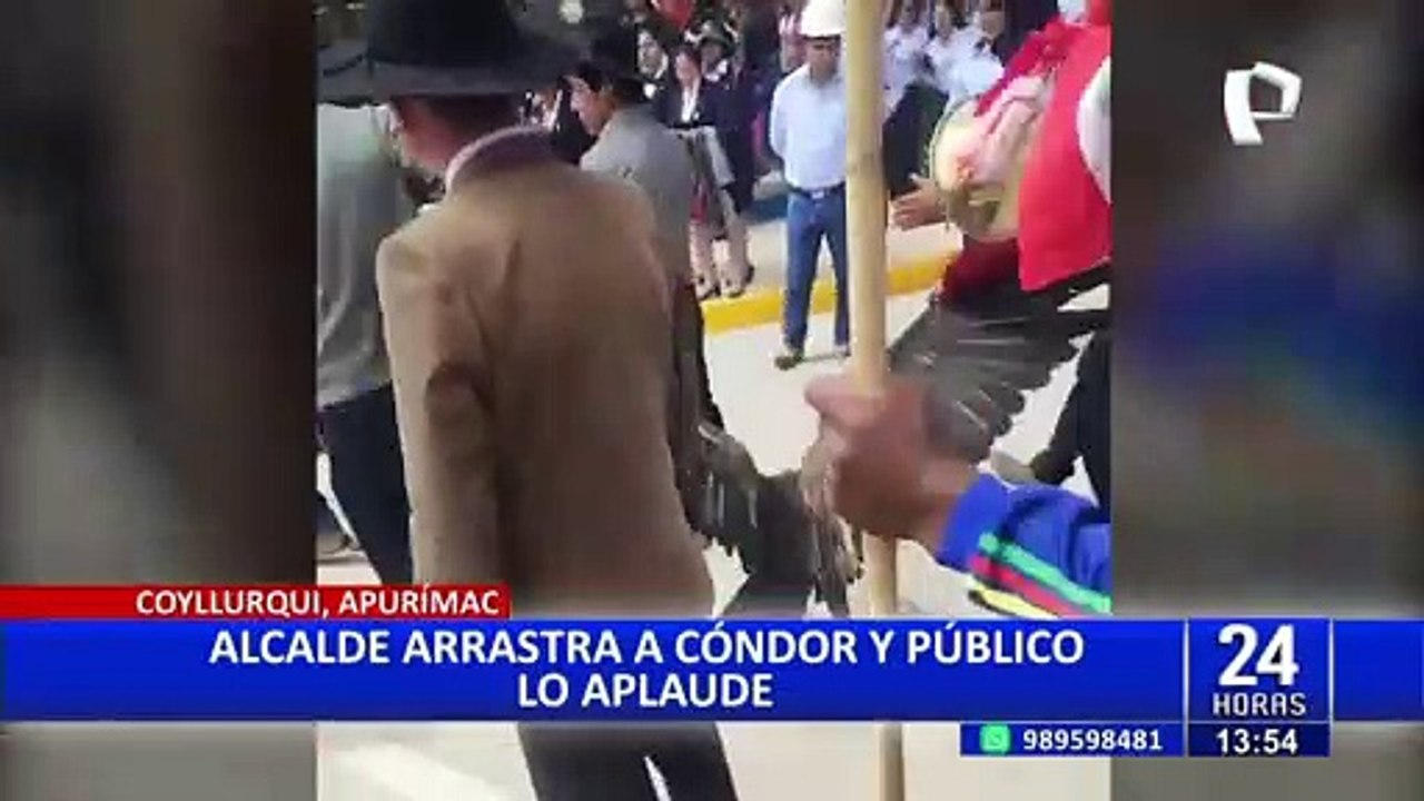Apurímac: alcalde es captado arrastrando un cóndor andino durante evento público