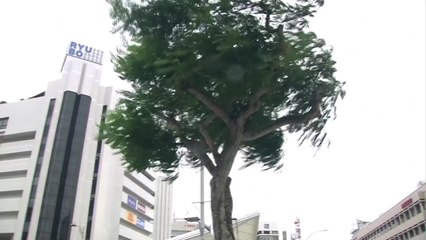 제6호 태풍 '카눈'에 日오키나와 21만8천 세대 정전...1명 사망 / YTN