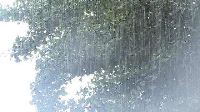 [날씨] 전국 폭염 위기경보 '심각'...곳곳 요란한 소나기 / YTN