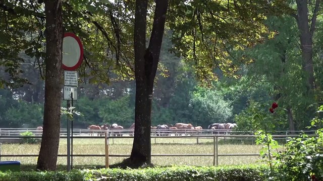 Nasze Miasto Janów Podlaski Przygotowania Pride Of Poland