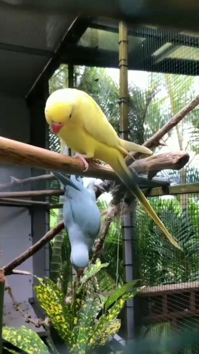 Beautiful Sound Parrot