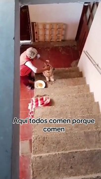 Firulais bebé : Abuelita conmueve por dar de comer con cuchara a su perrito