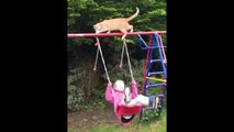 New Funny Animals  Funniest Cats and Dogs Videos