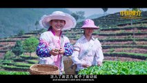 《中国推介》云南思茅区：世界茶源 咖啡之都China Recommendation Simao District Yunnan：World Tea Origin  Coffee Capital of China