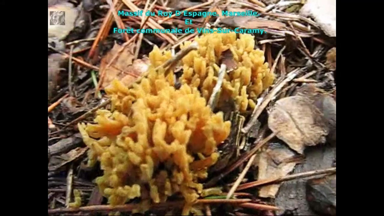 Ramaria ochraceovirens. Champimaginatis. English Text