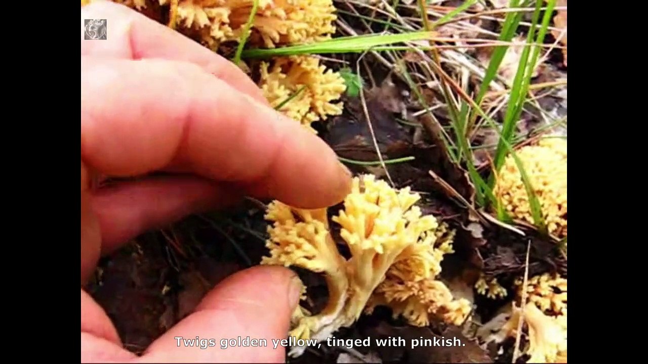 Ramaria grandipes et Ramaria aurea. Champimaginatis. English Text
