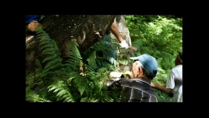 INDENDIOS FORESTALES ANDALUCIA Documental Plan Infoca 'La guerra del fuego'