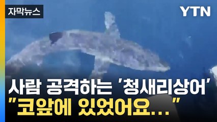 강릉 앞바다서 발견된 2m 청새리상어 🦈 놀라운 자연의 순간