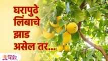 घरापुढे लिंबाचे झाड असणे शुभ-अशुभ.. बघा घरात काय काय घडू शकते Lemon Tree is Good or Bad | SG3