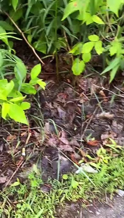Orphaned Ducklings Helped Across Road