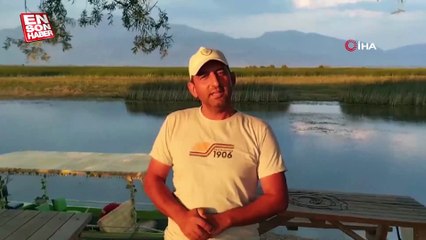 Yonca hasadına eşlik eten tilki ve leylekler