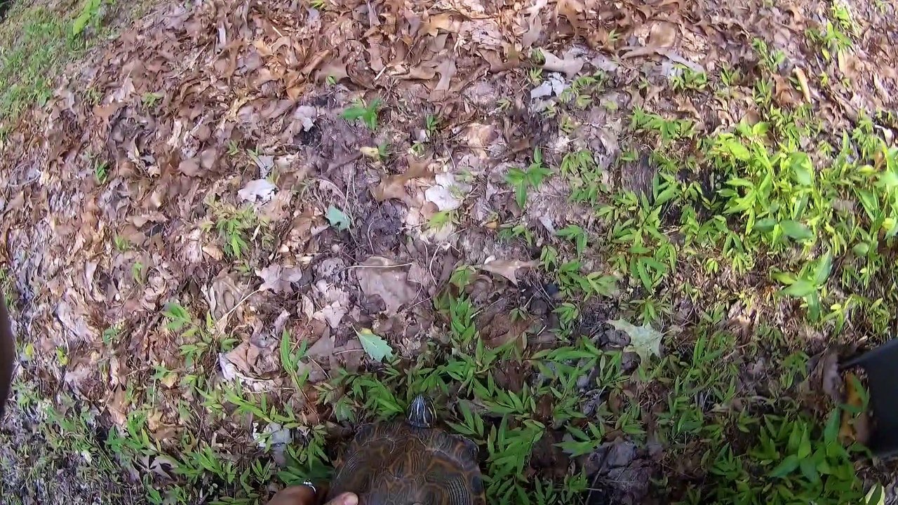 Hard Shell Needs a Helping Hand