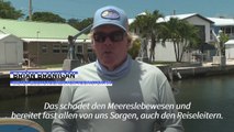 Badewannen-Temperatur vor Florida lässt Korallenriffe sterben