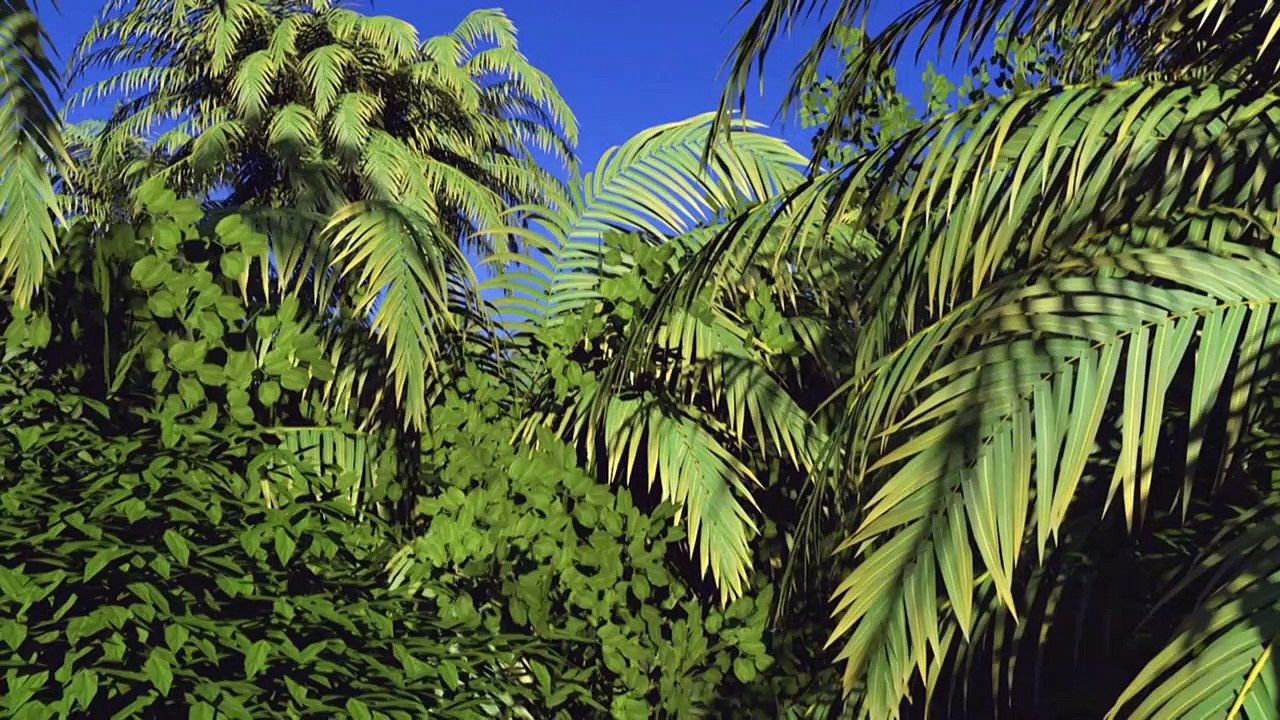Videografik: die versauerung der meere